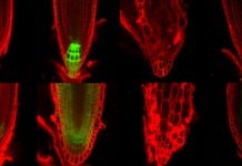 Research: Local hormone production is root of issue for plant development —