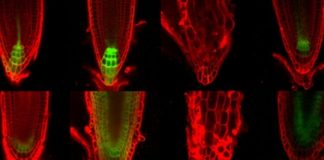 Research: Local hormone production is root of issue for plant development —