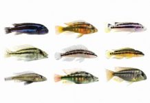 Research: How evolution lets stripes come and go —