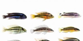 Research: How evolution lets stripes come and go —