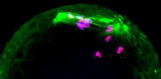 Study: Study could lead to treatments for some forms of infertility and fighting aggressive cancers — (Details)