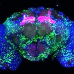 Study: Just a few drinks can change how memories are formed — (Details)