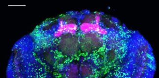 Study: Just a few drinks can change how memories are formed — (Details)