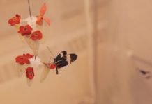 Research: Scientists use genetic analysis and CRISPR/Cas9 editing to identify a gene that controls wing color mimicry in butterflies —