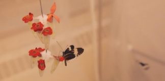 Research: Scientists use genetic analysis and CRISPR/Cas9 editing to identify a gene that controls wing color mimicry in butterflies —