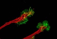 Tech: Research could lead to cell replacement therapies that could restore sight — (Report)