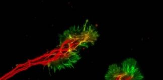 Tech: Research could lead to cell replacement therapies that could restore sight — (Report)