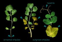 Research: Scientists identify protein that controls leaf growth and shape —