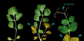 Research: Scientists identify protein that controls leaf growth and shape —