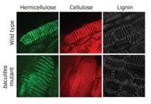Research: Plant polymers do not always act together to make beautiful shapes —