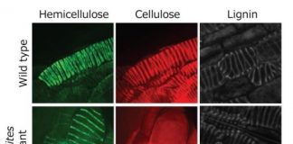 Research: Plant polymers do not always act together to make beautiful shapes —