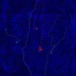 Study: ‘Navigator’ neurons play critical role in sense of smell — (Details)