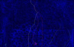 Study: ‘Navigator’ neurons play critical role in sense of smell — (Details)