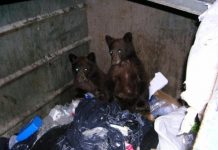 Research: Findings can help wildlife managers mitigate conflict as bears expand their ranges —