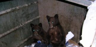 Research: Findings can help wildlife managers mitigate conflict as bears expand their ranges —