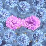 Study: Imaging collaboration sheds new light on cancer growth — (Details)