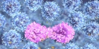 Study: Imaging collaboration sheds new light on cancer growth — (Details)