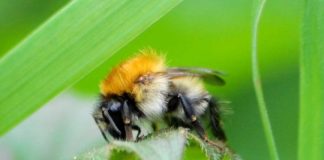 Research: Common species do better than rarer species —