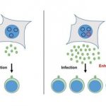 Study: Virus production boosted in cells to generate more vectors for gene transfer — (Details)