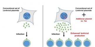 Study: Virus production boosted in cells to generate more vectors for gene transfer — (Details)