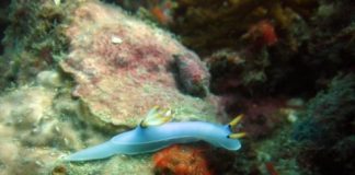 Research: Team constructs new family tree for group of nudibranchs; discovers color mimics —