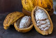 Research: Researchers find cacao originated 1,500 years earlier than previously thought —