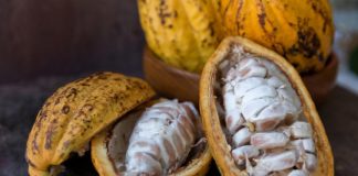 Research: Researchers find cacao originated 1,500 years earlier than previously thought —
