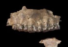 Research: Earliest hominin migrations into the Arabian Peninsula required no novel adaptations —