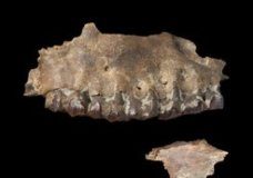 Research: Earliest hominin migrations into the Arabian Peninsula required no novel adaptations —