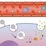 Study: Combined platform provides safe, effective passage for therapies treating cancer and other diseases, researchers say — (Details)