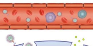 Study: Combined platform provides safe, effective passage for therapies treating cancer and other diseases, researchers say — (Details)