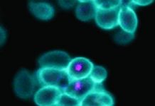 Research: Scientists use the tools of synthetic biology to engineer organisms similar to those thought to have lived billions of years ago —