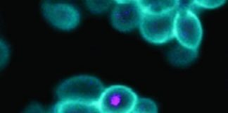 Research: Scientists use the tools of synthetic biology to engineer organisms similar to those thought to have lived billions of years ago —