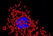 Tech: Novel quantum dots enhance cell imaging — (Report)