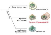Research: Researchers advance understanding of key protein in photosynthesis —