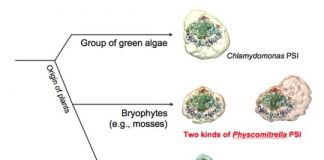 Research: Researchers advance understanding of key protein in photosynthesis —
