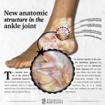 Study: New anatomic structure in the ankle described — (Details)