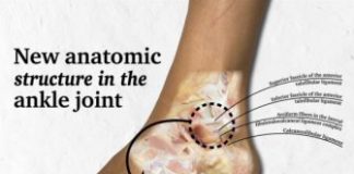 Study: New anatomic structure in the ankle described — (Details)
