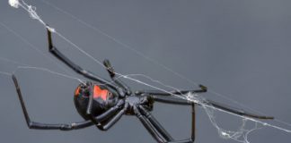 Research: An end to arachnophobia ‘just a heartbeat away’ —