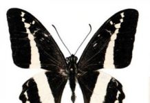 Research: New species of Swallowtail butterfly discovered in Fiji —