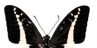 Research: New species of Swallowtail butterfly discovered in Fiji —