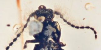 Research: Tiny beetle trapped in amber might show how landmasses shifted —