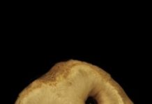 Research: Owls help scientists unlock secret of how the brain pays attention —