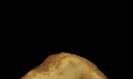 Research: Owls help scientists unlock secret of how the brain pays attention —