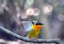 Research: How the world’s fastest muscle created four unique bird species —