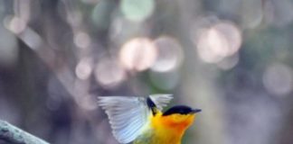 Research: How the world’s fastest muscle created four unique bird species —