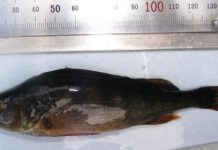 Research: Eurasian perch genome assembled —
