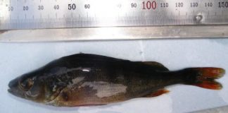 Research: Eurasian perch genome assembled —