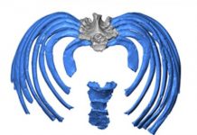 Research: Study reconstructs Neanderthal ribcage, offers new clues to ancient human anatomy —