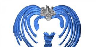 Research: Study reconstructs Neanderthal ribcage, offers new clues to ancient human anatomy —